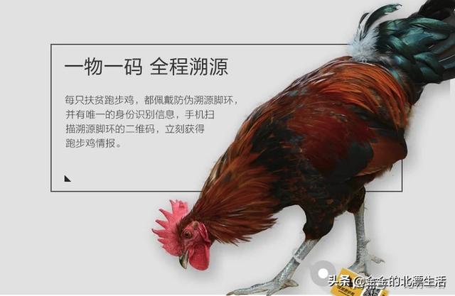 畜牧业如何运用区块链<strong></p>
<p>以太坊区块链浏览器</strong>？