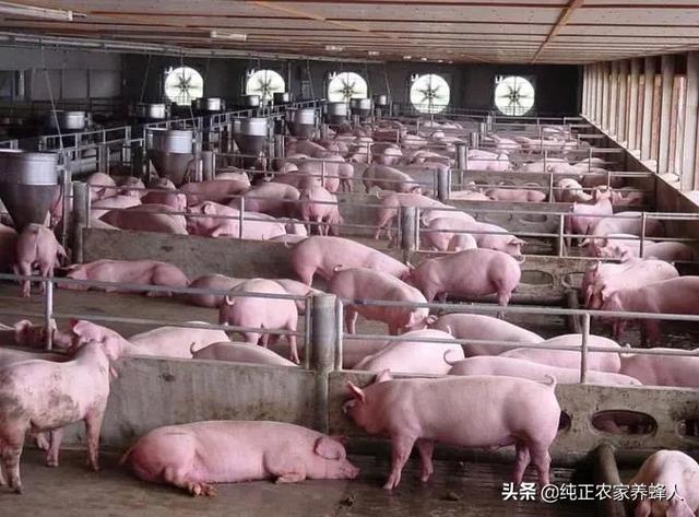 如果中国不进口粮食<strong></p>
<p>币安白皮书</strong>，能养活14亿人吗？