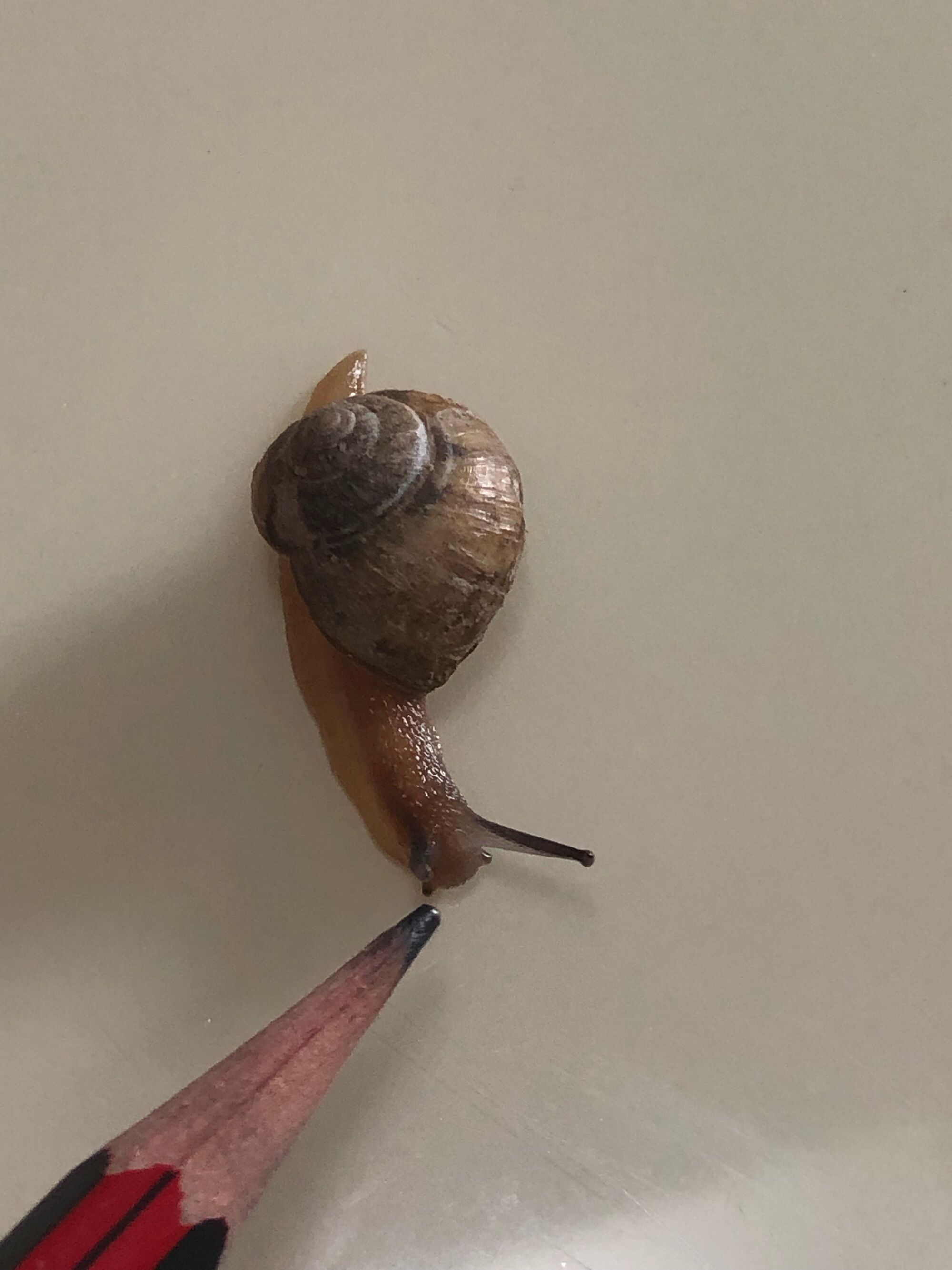 小蜗牛理财(小蜗牛健康产业有限公司)