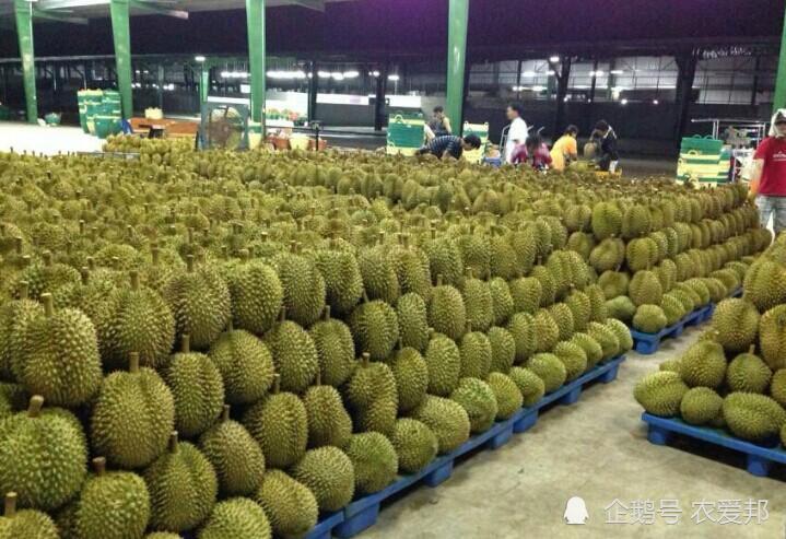 种榴莲理财(榴莲种植成本高吗)