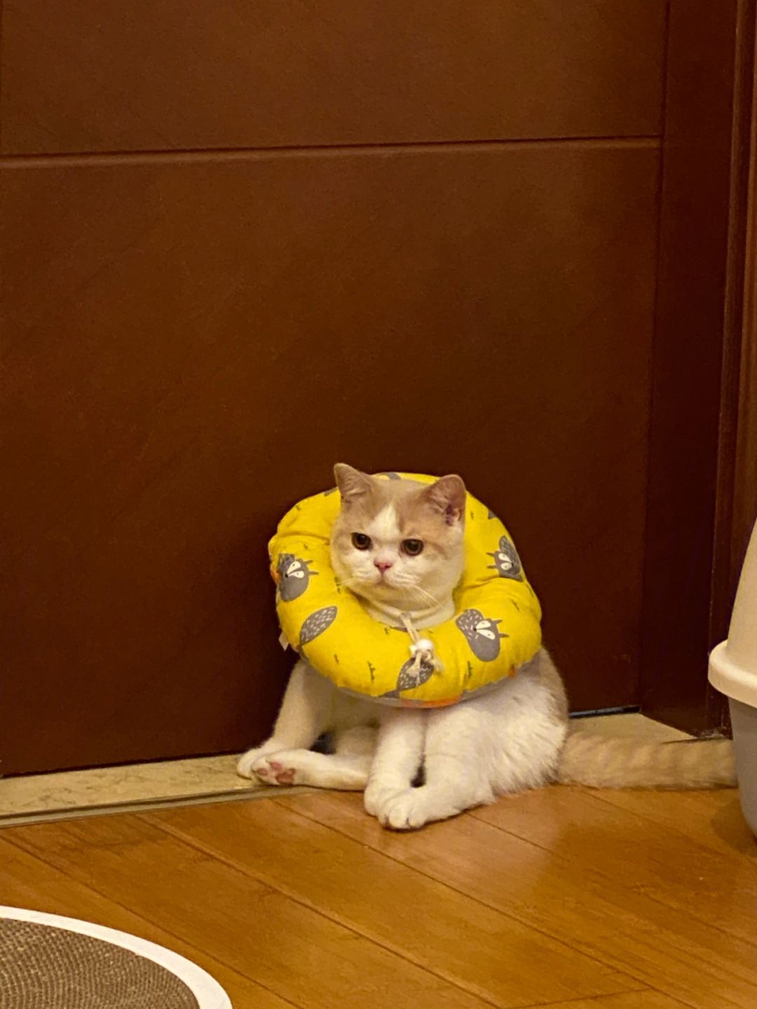 猪圈圈理财(猪圈app邀请码怎么弄)