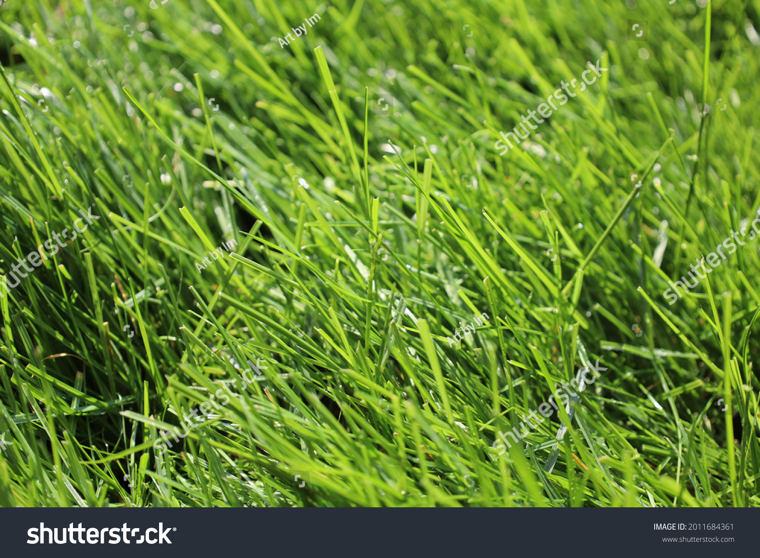 grass(grass可数还是不可数)