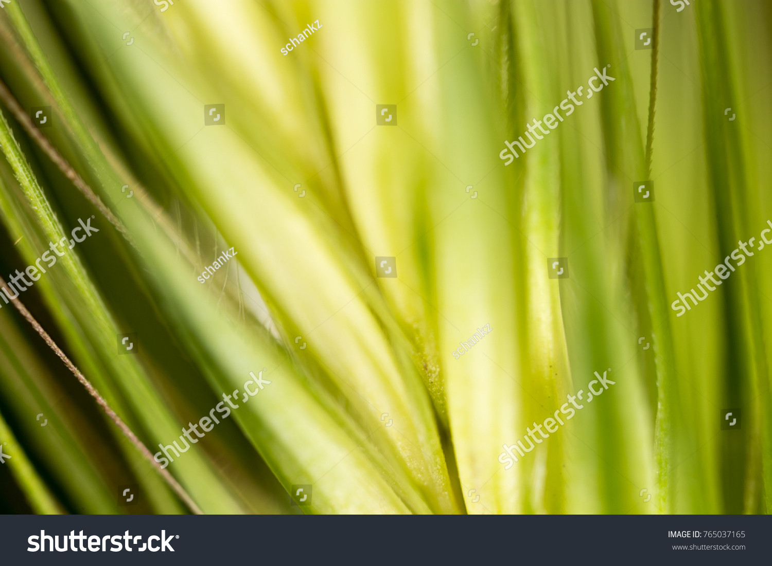 grass(grass什么意思)