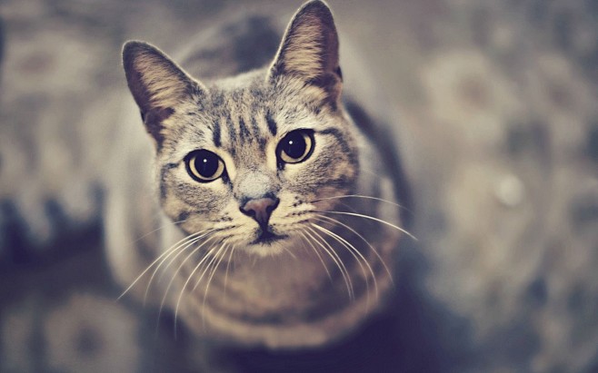 cat(cat中文翻译)