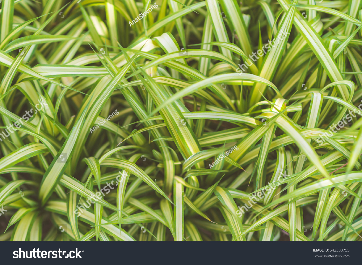 grass(grass是什么意思) grass(grass是什么意思)
