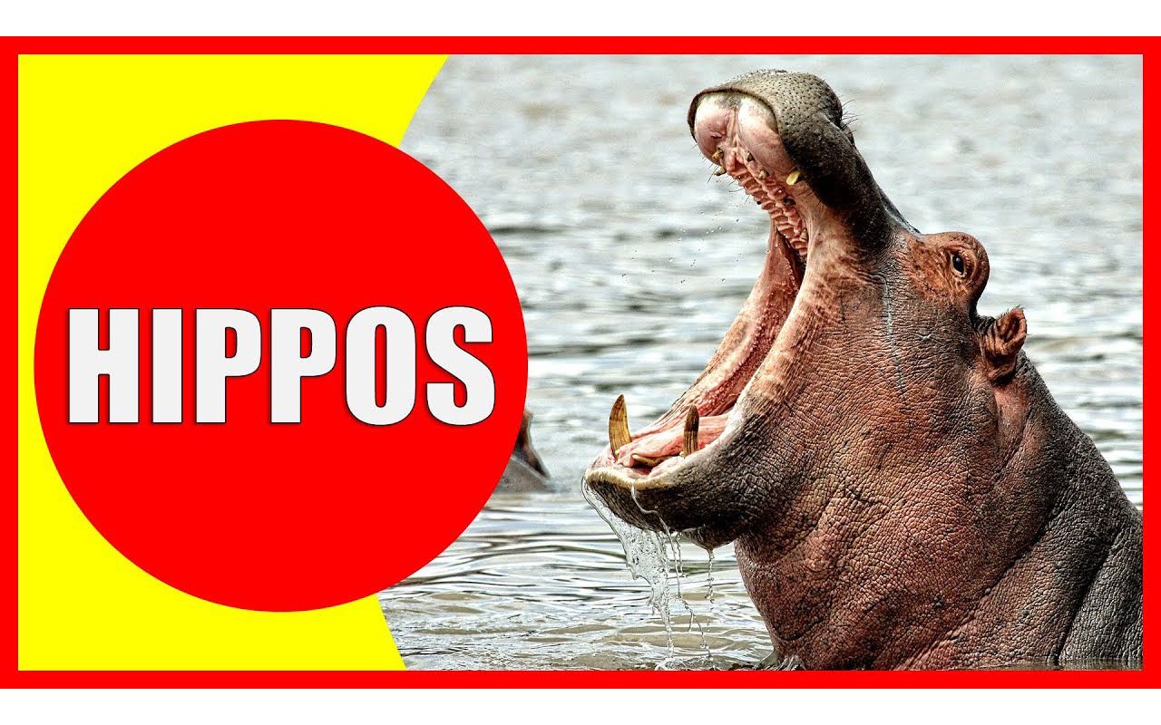 hippo(hippodrome)