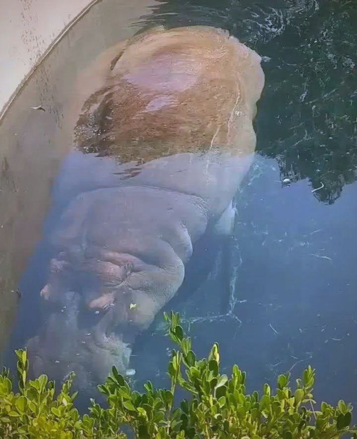 河马(河马重量)