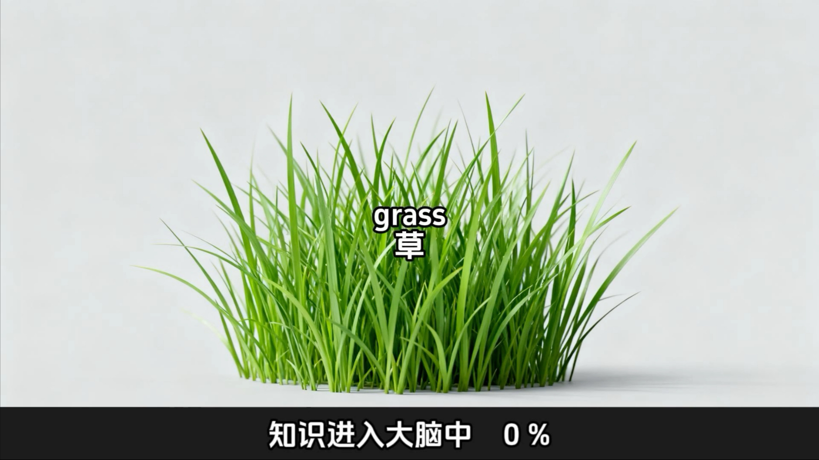 grass(grassland)