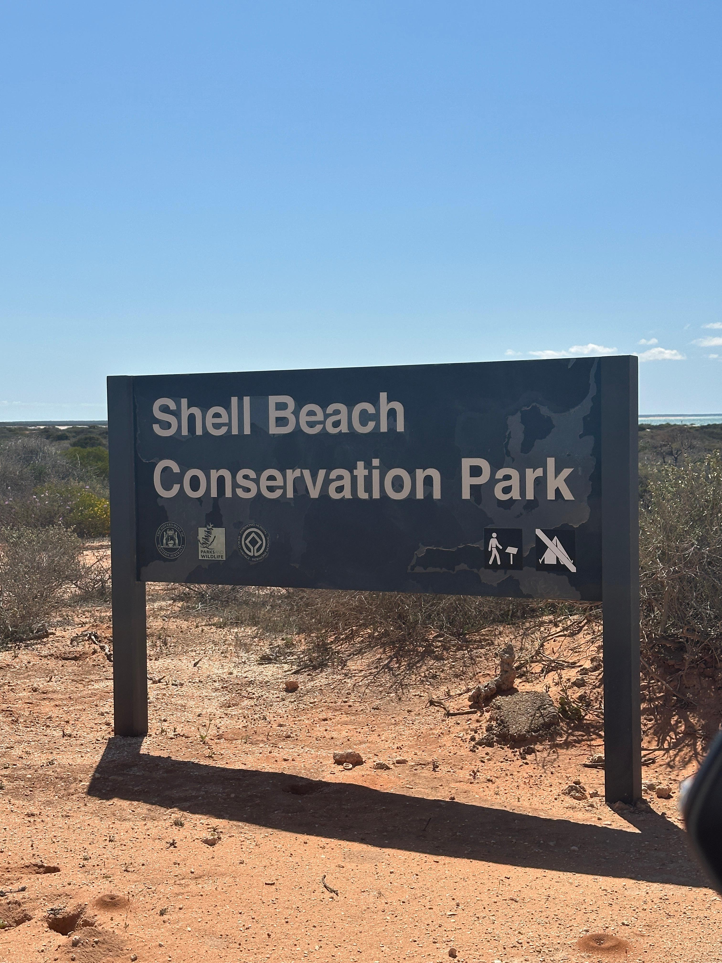 shell(shell是什么面料)