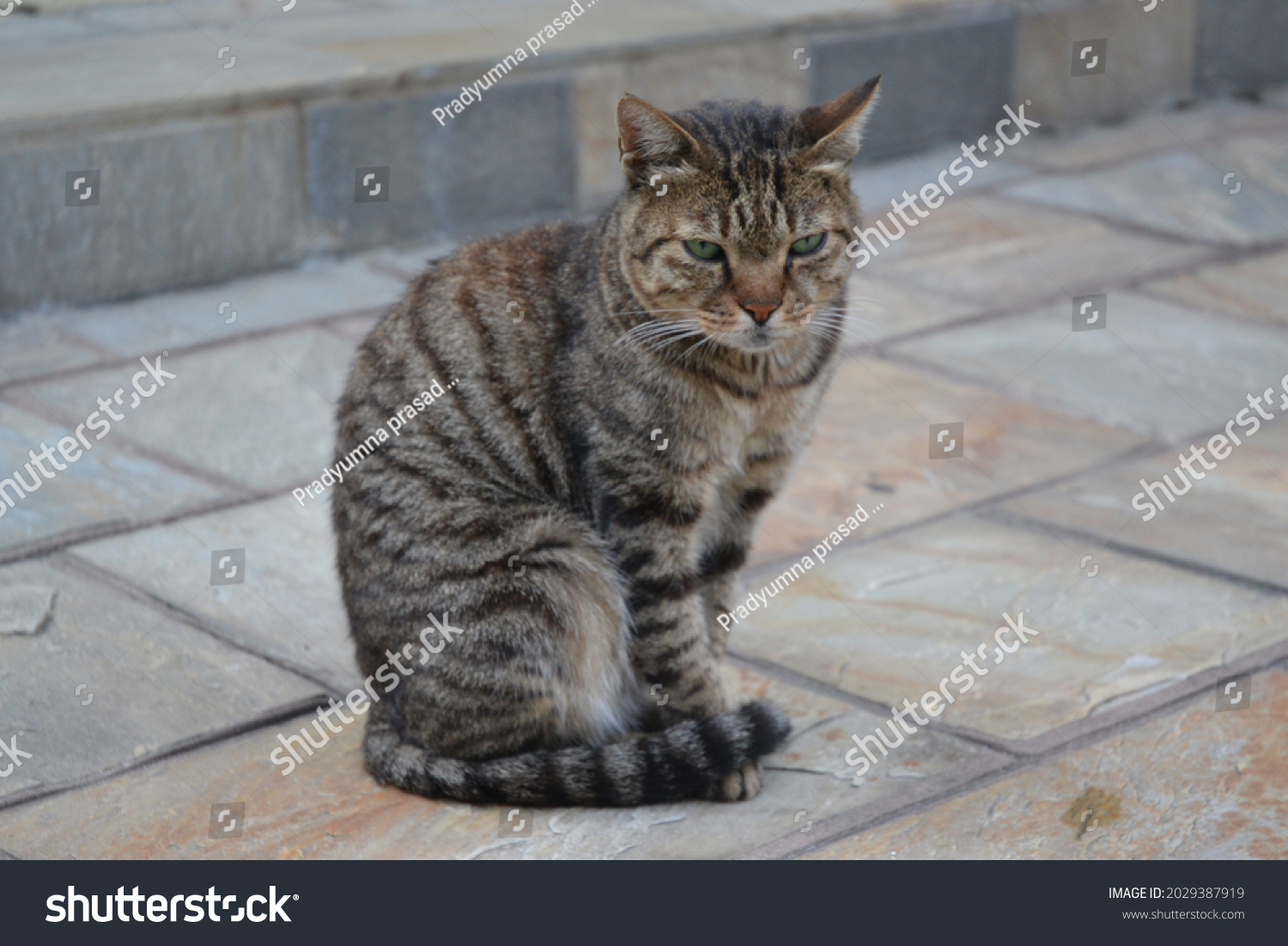 cat(cat英语怎么读)