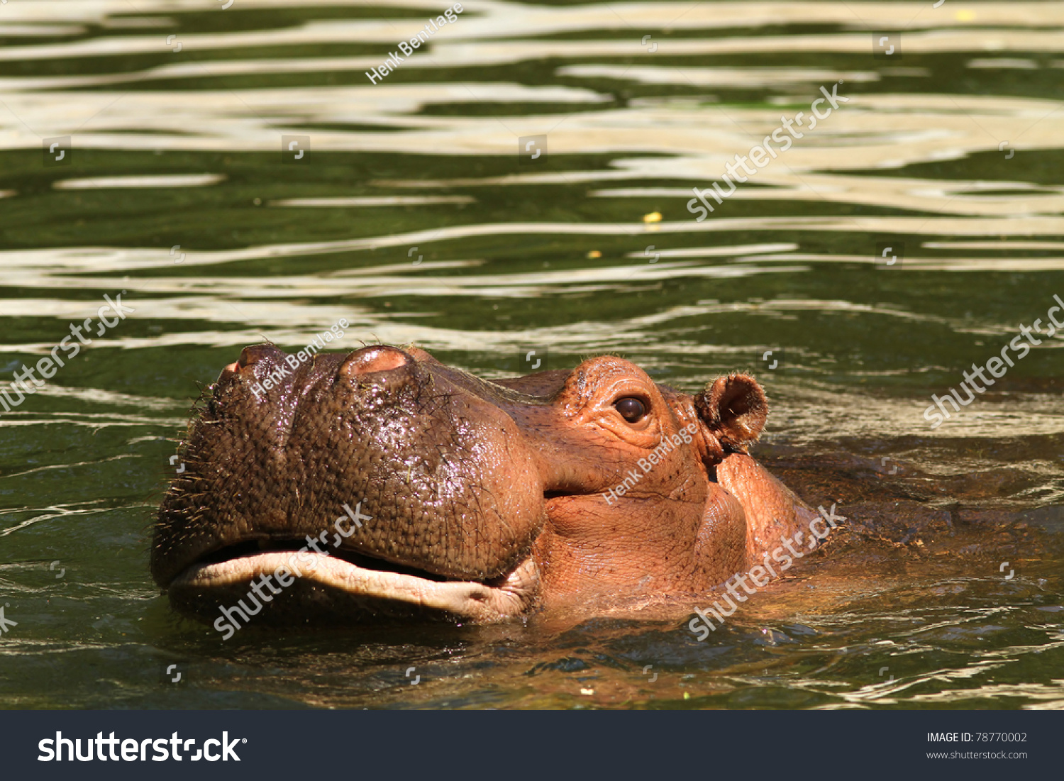 hippo(hippop)