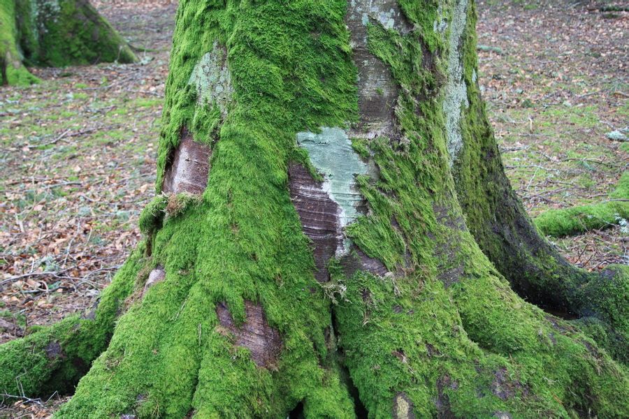 moss(moss是什么意思)