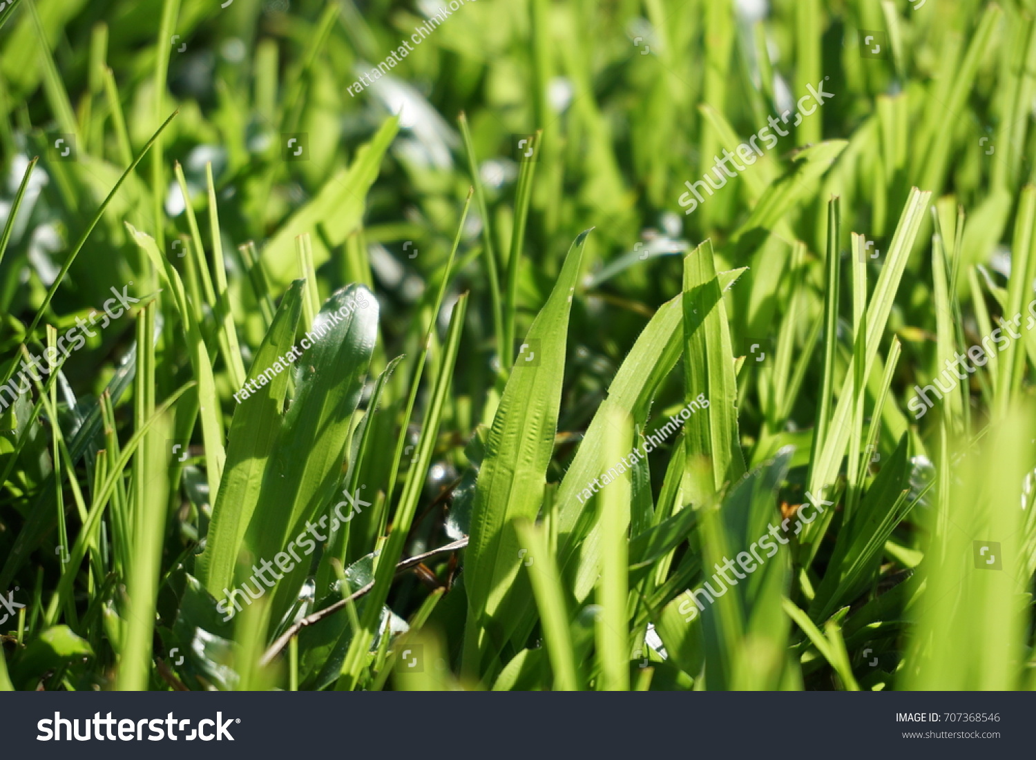 grass(grassy)