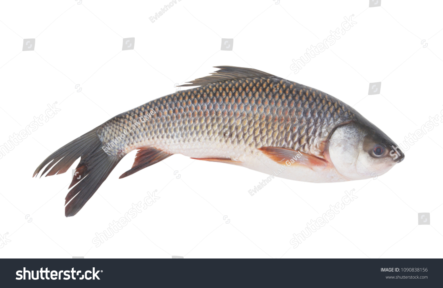 grass(grassy) grass(grassy)