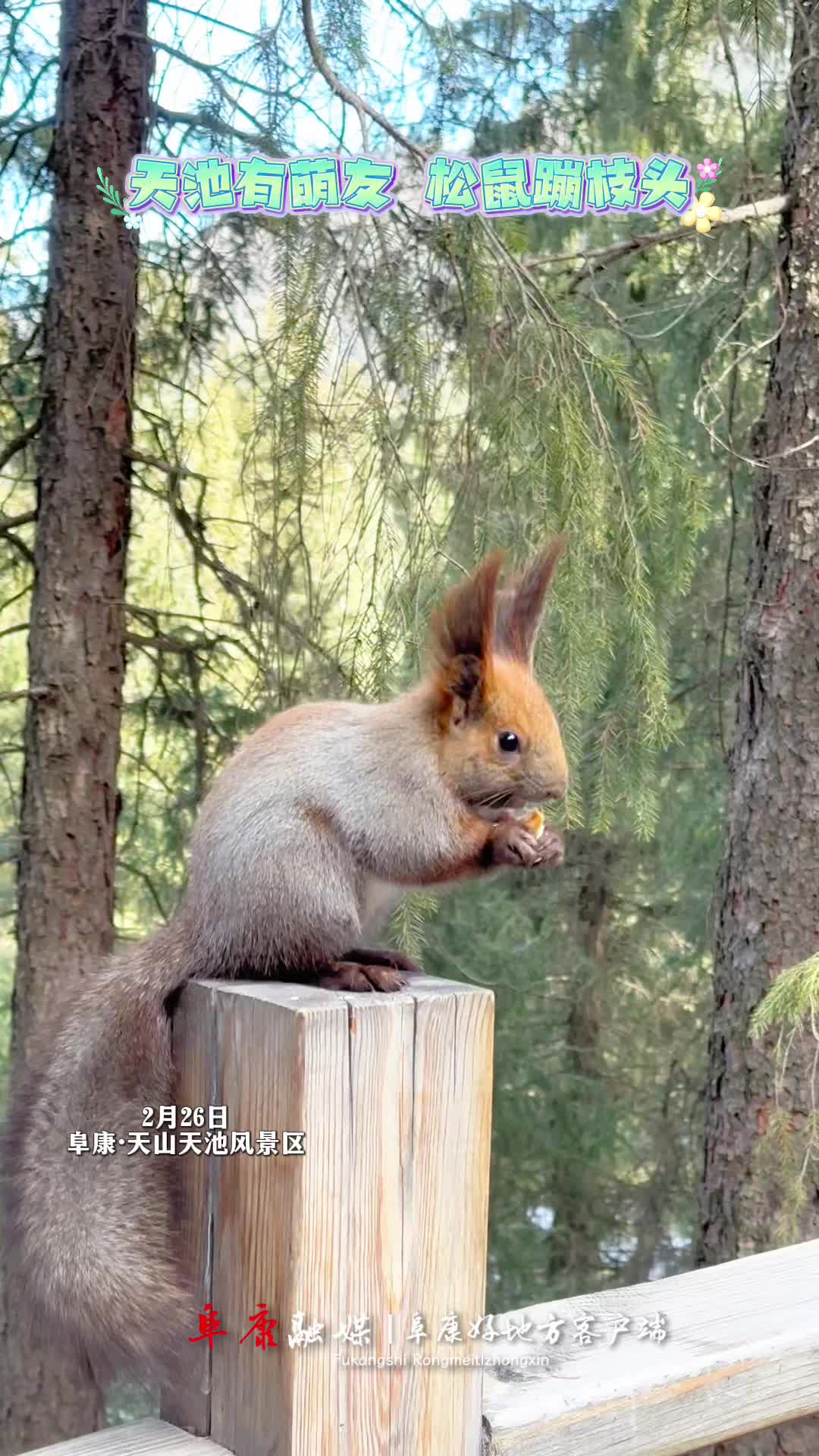 松鼠(松鼠喜欢吃什么食物)