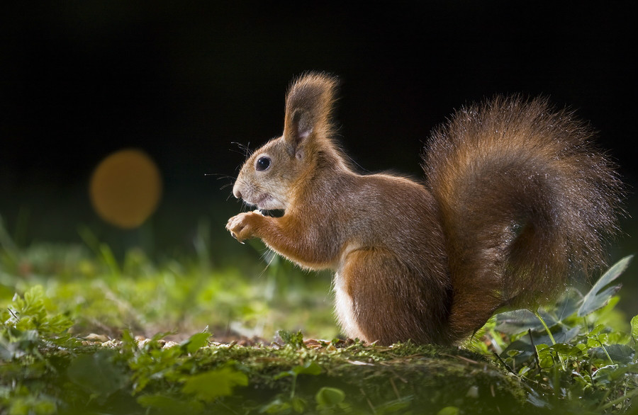 松鼠(松鼠喜欢吃什么食物)