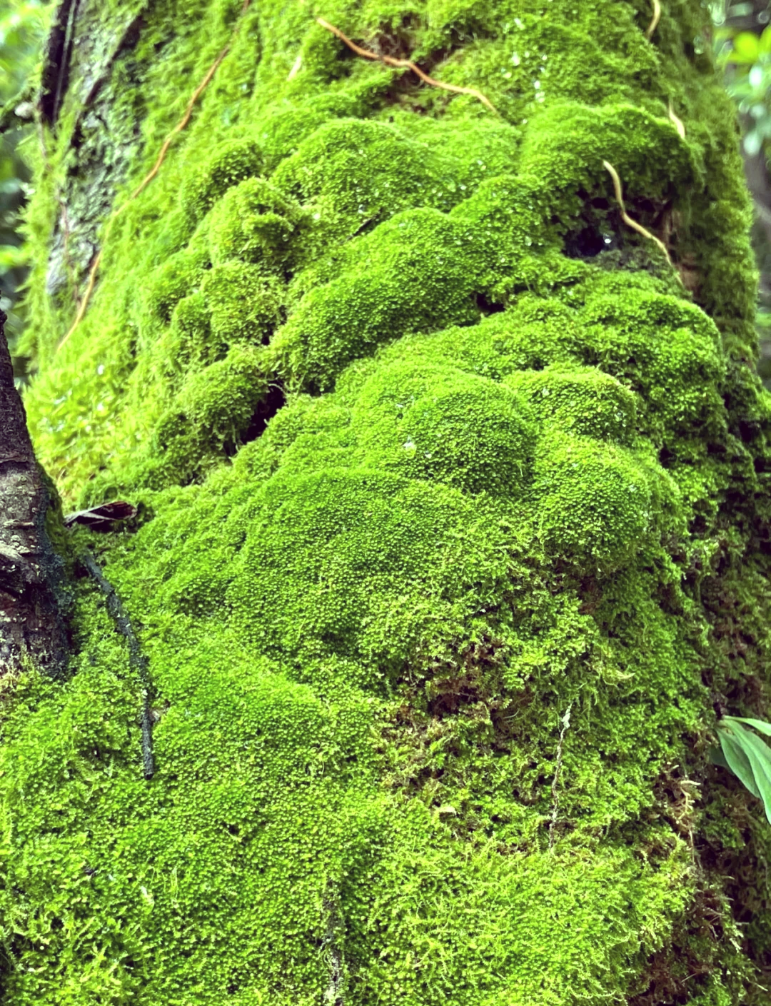 moss(moss可数还是不可数)