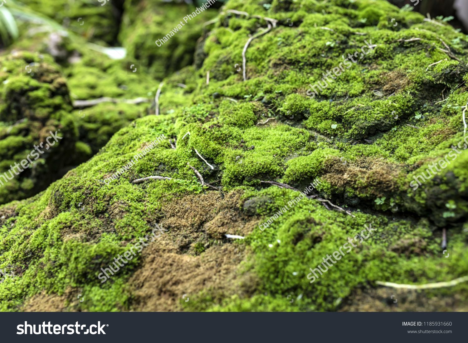 moss(moss examines)