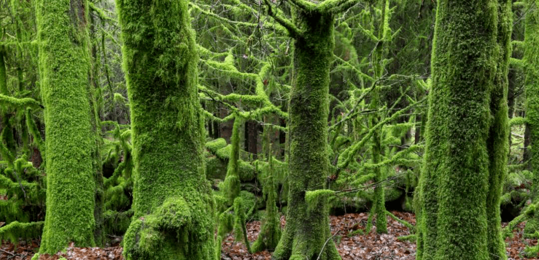 moss(moss examines) moss(moss examines)