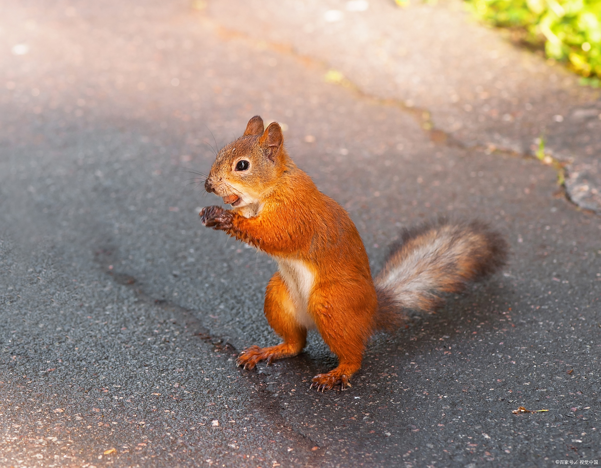 松鼠(松鼠英语怎么说) 松鼠(松鼠英语怎么说)