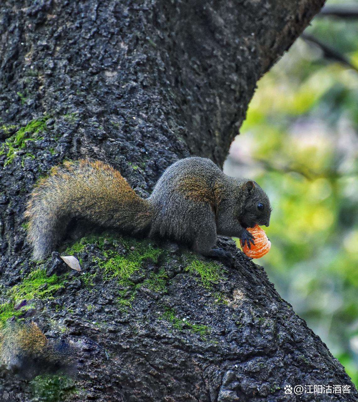 松鼠(松鼠鳜鱼是哪个地方的特色菜)