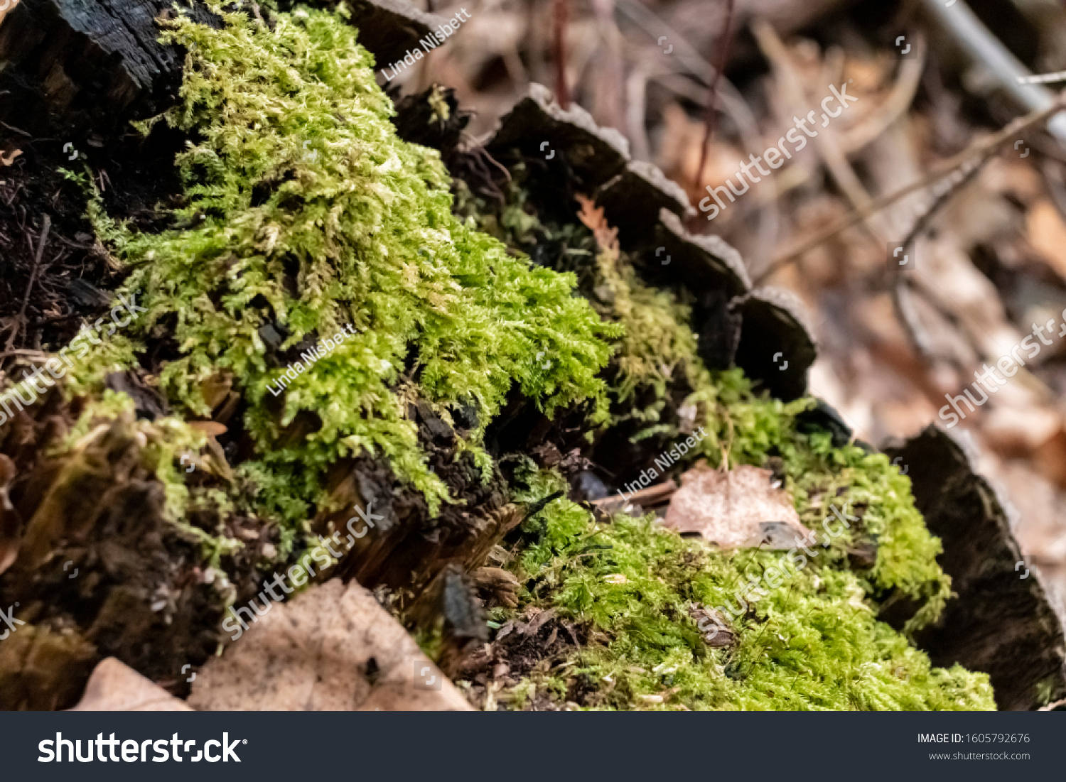 moss(moss翻译成中文)