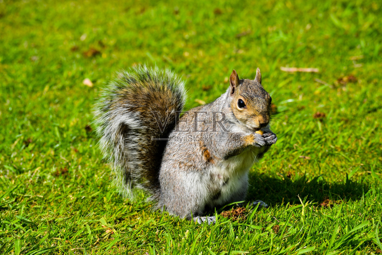 松鼠(松鼠是国家保护动物吗)