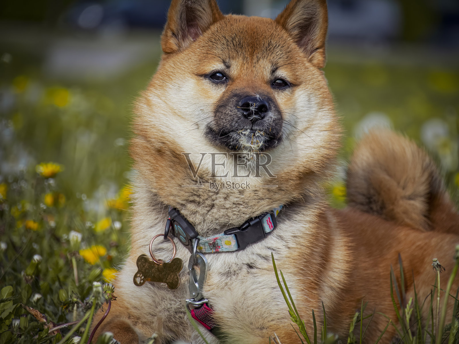 dogecoin(dogecoin交易所下载官网入口地址点击获取org)